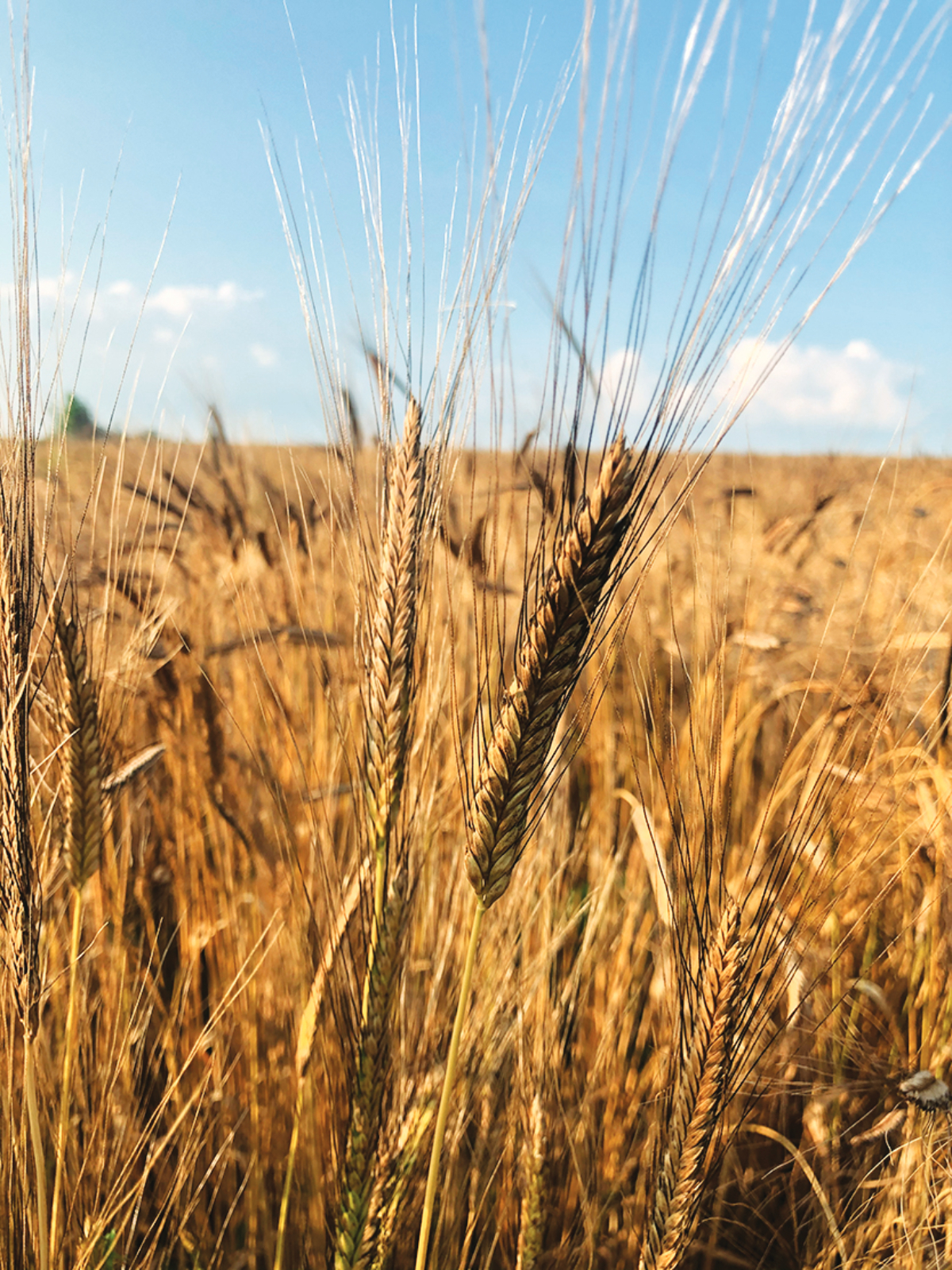 What is Einkorn Flour?